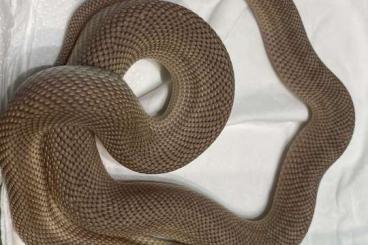 Schlangen kaufen und verkaufen Foto: Pituophis.m.mugitus - patternless Het Leucistic 