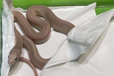 Nattern ungiftige  kaufen und verkaufen Foto: Pituophis.m.mugitus - patternless rose Leucistic 