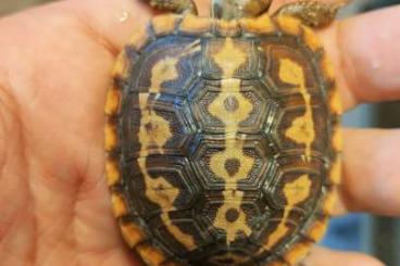 Schildkröten  kaufen und verkaufen Foto: Malacochersus tornieri  baby
