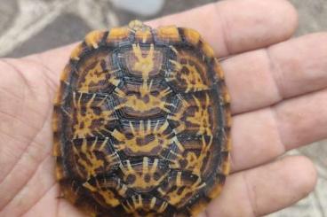 Schildkröten  kaufen und verkaufen Foto: Malacochersus tornieri CB