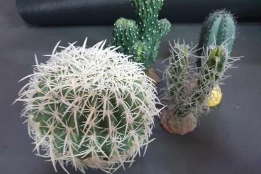 Zubehör kaufen und verkaufen Foto: Kakteen Kaktus Wüstenterrarium