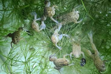 frogs kaufen und verkaufen Photo: Xenopus tropicalis Nachzuchten
