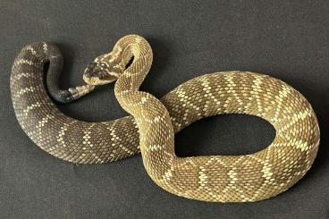 Venomous snakes kaufen und verkaufen Photo: Biete für Hamm im Dezember 