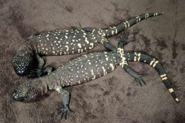 Lizards kaufen und verkaufen Photo: Heloderma horridum horridum