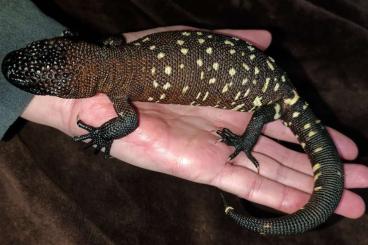 Echsen  kaufen und verkaufen Foto: Heloderma horridum babies