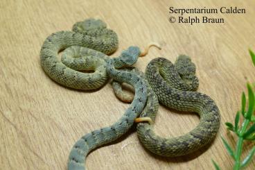Giftschlangen kaufen und verkaufen Foto: Serpentarium Calden gibt ab: