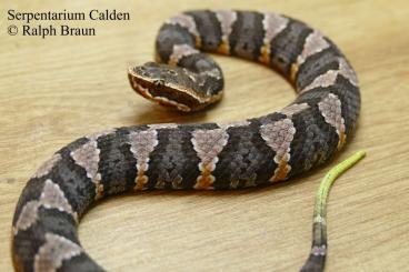 Venomous snakes kaufen und verkaufen Photo: Serpentarium Calden gibt ab:
