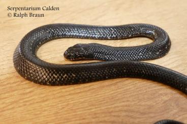 Schlangen kaufen und verkaufen Foto: Serpentarium Calden / Ralph Braun gibt ab: