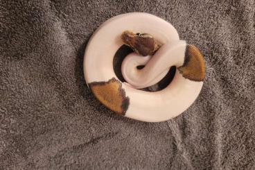 Königspythons kaufen und verkaufen Foto: breeders python regius zuchttiere und enz 23/24