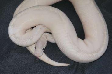 Königspythons kaufen und verkaufen Foto: breeders python regius zuchttiere und enz 23/24 Königspythons kaufen und verkaufen Foto: breeders python regius zuchttiere und enz 23/24