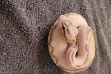 Königspythons kaufen und verkaufen Foto: breeders python regius zuchttiere und enz 23/24