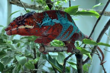 Geckos kaufen und verkaufen Photo: Terraristika Hamm Reihe 30 Geckos kaufen und verkaufen Photo: Terraristika Hamm Reihe 30