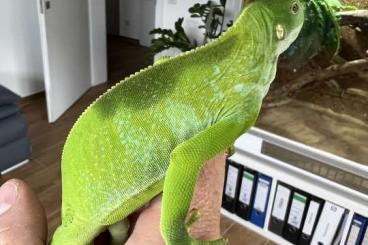 andere Echsen kaufen und verkaufen Foto: Brachylophus Fasciatus 0.1 andere Echsen kaufen und verkaufen Foto: Brachylophus Fasciatus 0.1