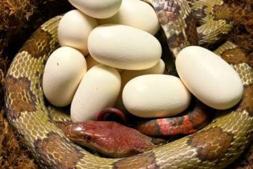 Schlangen kaufen und verkaufen Foto: Hypo 100 Flower Ratsnake (O. moellendorffi) Schlangen kaufen und verkaufen Foto: Hypo 100 Flower Ratsnake (O. moellendorffi)