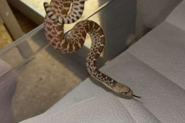 Nattern ungiftige  kaufen und verkaufen Photo: Pituophis catenifer sayi 
