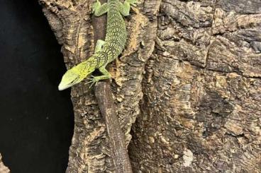 Monitor lizards kaufen und verkaufen Photo: 1.0 Varanus reisingeri nice animal