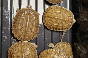 Turtles and Tortoises kaufen und verkaufen Photo: Mauremys rivulata "Syrian type" CB 2023