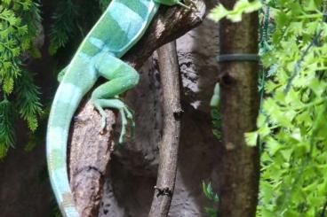 Lizards kaufen und verkaufen Photo: 1,0 Fitschileguan Brachylophus Fasciatus Lizards kaufen und verkaufen Photo: 1,0 Fitschileguan Brachylophus Fasciatus