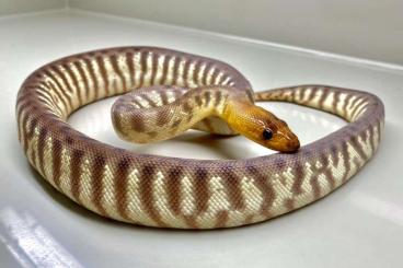 Schlangen kaufen und verkaufen Foto: Various interesting snakes for Hamm december + animal transport.