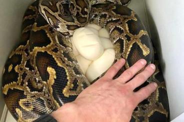 Schlangen kaufen und verkaufen Foto: CB06/2025 Python bivittatus progschai for Hamm september Schlangen kaufen und verkaufen Foto: CB06/2025 Python bivittatus progschai for Hamm september