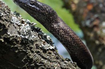 Schlangen kaufen und verkaufen Foto: Chilabothrus inornatus - Puerto rican boa for Houten 27.02