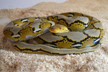 Schlangen kaufen und verkaufen Foto: Adult, proven pair of hi% superdwarf reticulated pythons 