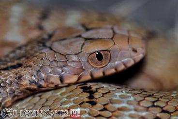 Schlangen kaufen und verkaufen Foto: Elaphe carinata CB2022 for Hamm