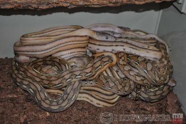 Schlangen kaufen und verkaufen Foto: Python reticulatus 78% superdwarf - delivery around EU and june Hamm