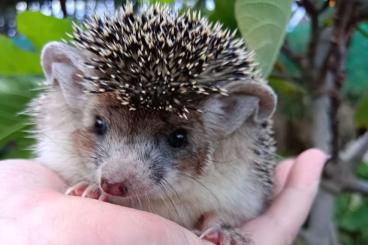 Exotic mammals kaufen und verkaufen Photo: ~ Ägyptische Langohrigel ~ Exotic mammals kaufen und verkaufen Photo: ~ Ägyptische Langohrigel ~