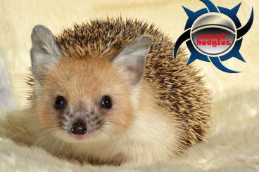Exotische Säuger kaufen und verkaufen Foto: ~Ägyptische Langohrigel~+ Exotische Säuger kaufen und verkaufen Foto: ~Ägyptische Langohrigel~+