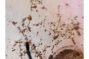 - bird spiders kaufen und verkaufen Photo: Chromatopelma cyaneopubescens subadult females - bird spiders kaufen und verkaufen Photo: Chromatopelma cyaneopubescens subadult females