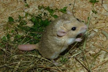 Exotic mammals kaufen und verkaufen Photo: Fettschwanzrennmäuseabzugeben