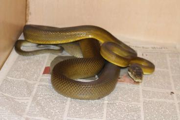 Snakes kaufen und verkaufen Photo: abzugeben: Pythons,Boas,Warane Snakes kaufen und verkaufen Photo: abzugeben: Pythons,Boas,Warane