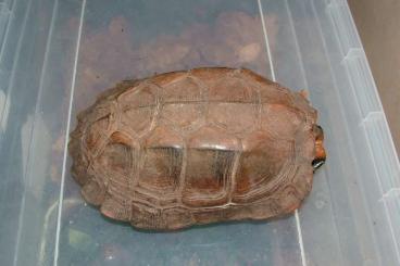 Schildkröten  kaufen und verkaufen Foto: Keeled box turtle/ Indische Dornschildkröte
