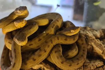 Snakes kaufen und verkaufen Photo: Protobothrops tokarensis Snakes kaufen und verkaufen Photo: Protobothrops tokarensis