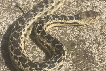 Schlangen kaufen und verkaufen Foto: Pituophis catenifer annectens 