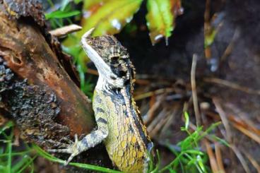 Lizards kaufen und verkaufen Photo: 2,0 Hornagame, Ceratophora stoddartii
