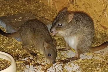 Exotic mammals kaufen und verkaufen Photo: Gruppe Bürstenschwanz Rattenkängurus    