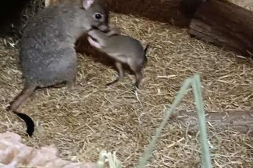 Exotic mammals kaufen und verkaufen Photo: Bettongia penicillata. Exotic mammals kaufen und verkaufen Photo: Bettongia penicillata.