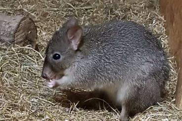 Exotic mammals kaufen und verkaufen Photo: Bürstenschwanz-Rattenkängurus