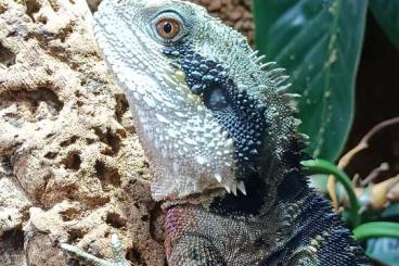 Agama kaufen und verkaufen Photo: Suche 0,1 Intellagama lesueurii Agama kaufen und verkaufen Photo: Suche 0,1 Intellagama lesueurii