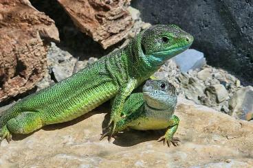 Lizards kaufen und verkaufen Photo: Lacerta viridis, Östliche Smaragdeidechse, Zuchtpaar Lizards kaufen und verkaufen Photo: Lacerta viridis, Östliche Smaragdeidechse, Zuchtpaar