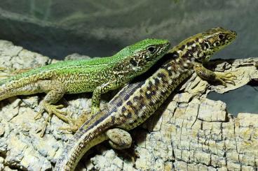 Lizards kaufen und verkaufen Photo: Östliche Smaragdeidechse,, Lacerta viridis, subadultes Paar Lizards kaufen und verkaufen Photo: Östliche Smaragdeidechse,, Lacerta viridis, subadultes Paar