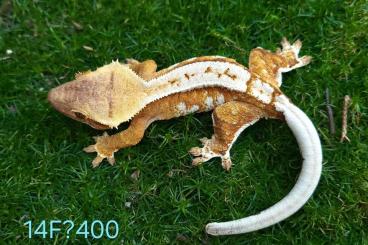 Geckos kaufen und verkaufen Foto: HAMM Crested geckos - great morphs and quality