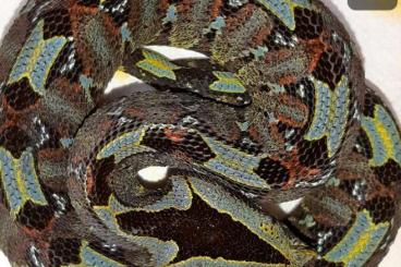 Snakes kaufen und verkaufen Photo: Bitis nasicornis,A.squamigera,Erpeton,Bungarus