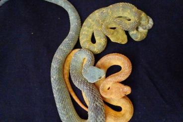 Venomous snakes kaufen und verkaufen Photo: A.squamigera                             .