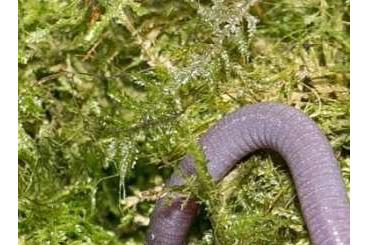 salamanders kaufen und verkaufen Photo: Herpele. . salamanders kaufen und verkaufen Photo: Herpele. .