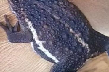 Frösche kaufen und verkaufen Photo: Pseudobufo adult 0,1. . Frösche kaufen und verkaufen Photo: Pseudobufo adult 0,1. .