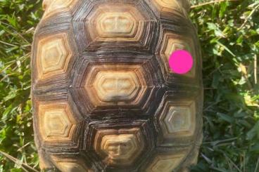 Landschildkröten kaufen und verkaufen Foto: Sulcatas gruppe (7 animals)