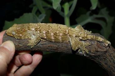 Geckos kaufen und verkaufen Foto: Rhacodacdylus leachianus 